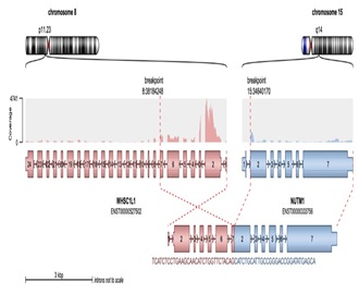 <em>NSD3::NUTM1</em> Fusion in Primary Parotid NUT Carcinoma: First Report and Comprehensive Literature Review
